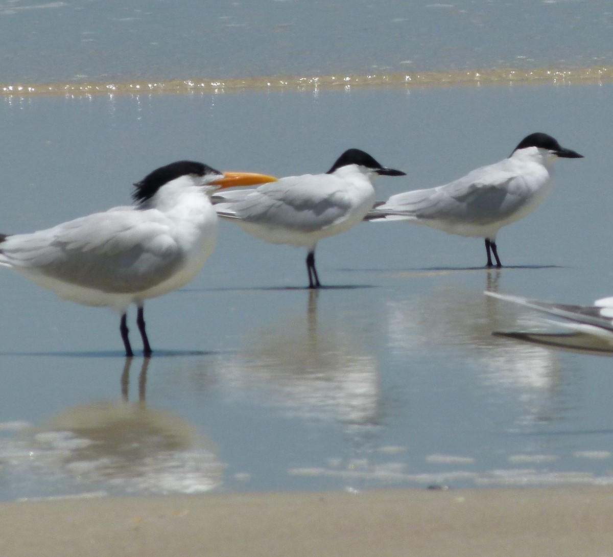 Gull-billed Tern - ML61207971