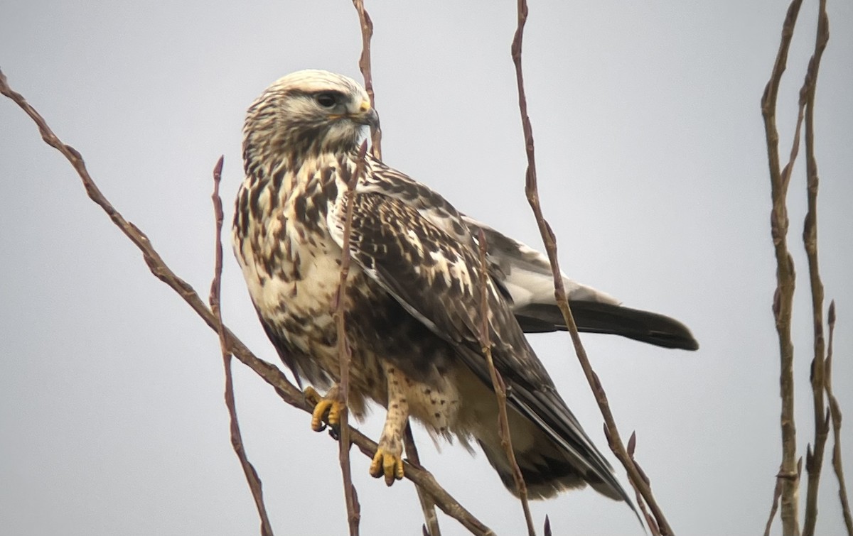 Raufußbussard - ML612079738