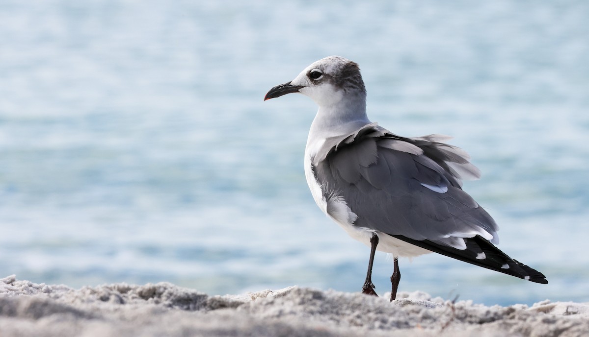 Laughing Gull - ML612079740