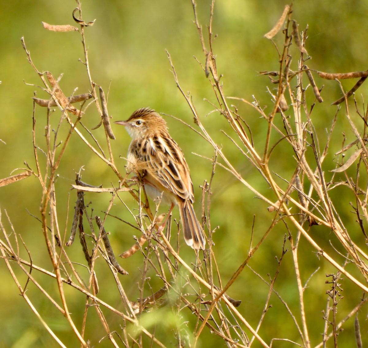 Zitting Cisticola - ML612079747