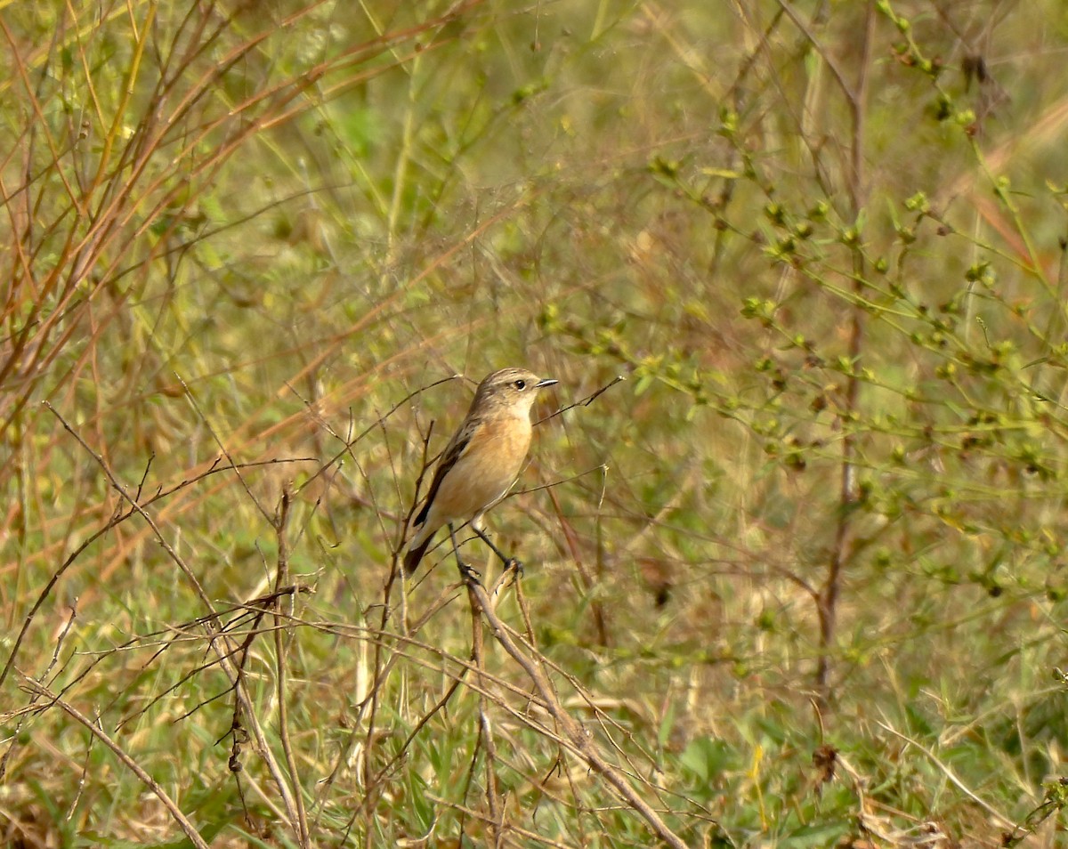 Siberian Stonechat - ML612079760