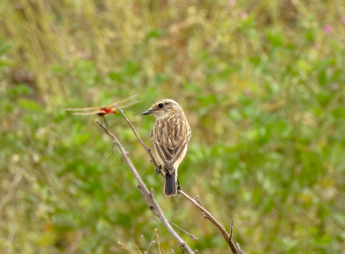 Pallasschwarzkehlchen - ML612079761