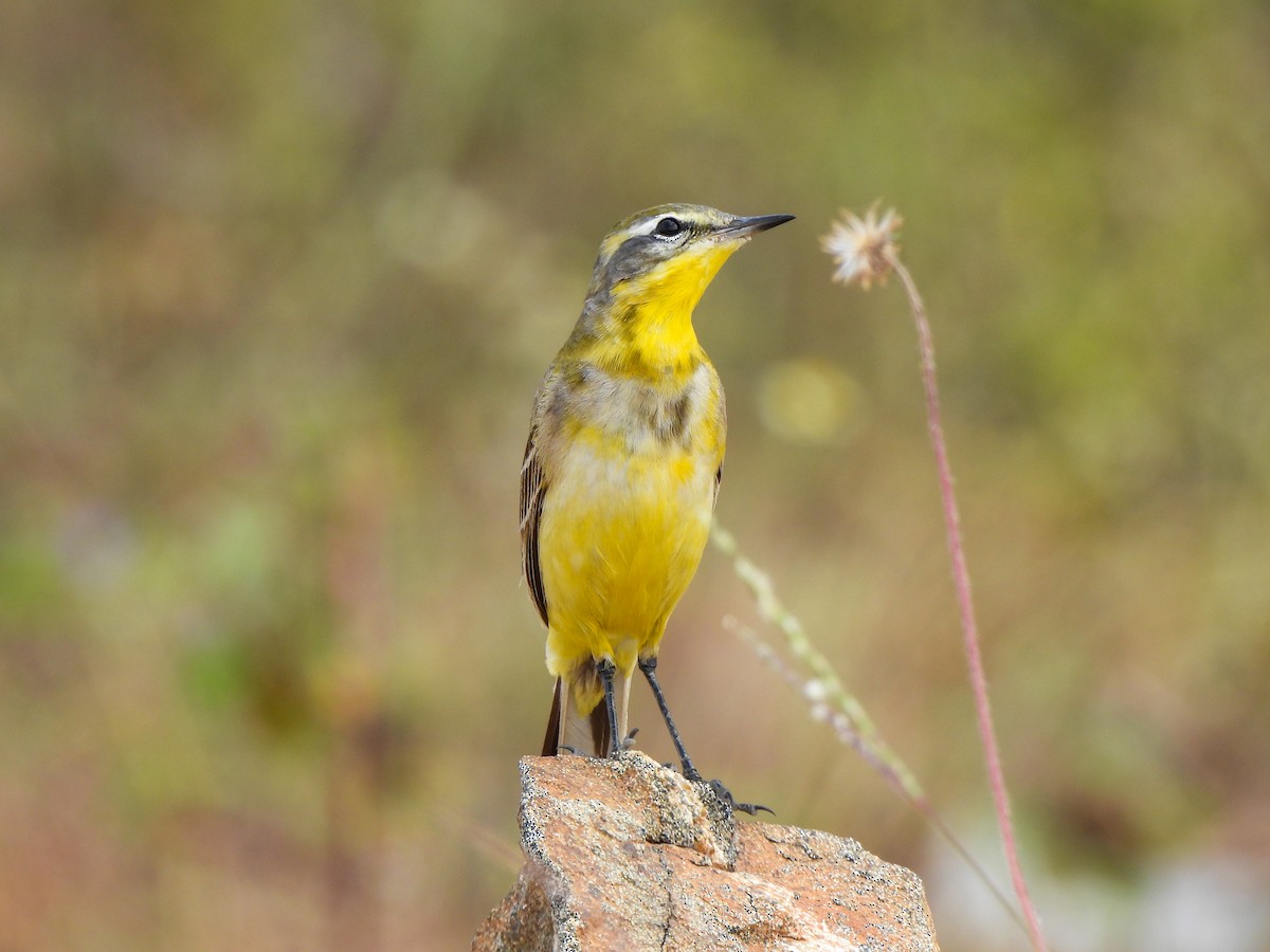 Western Yellow Wagtail - Shree Raksha