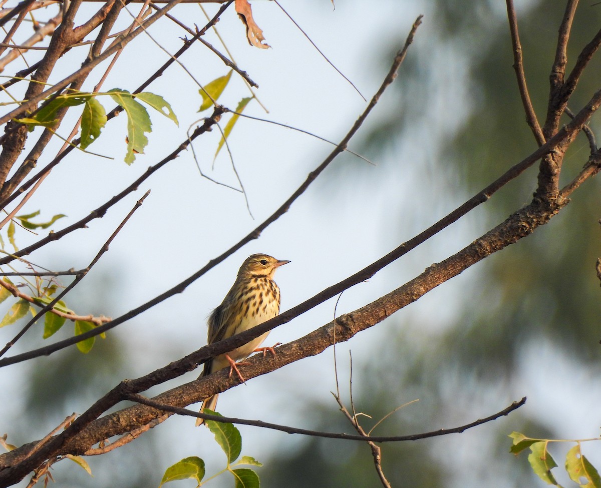 Tree Pipit - Shree Raksha