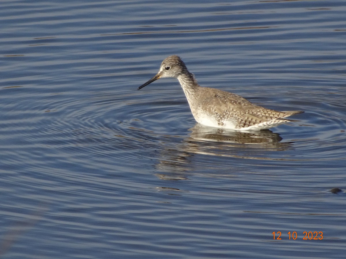 Greater Yellowlegs - ML612079804