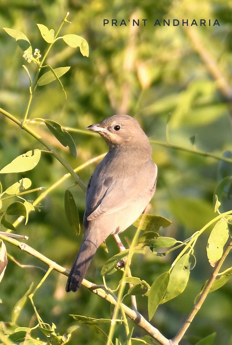 Hypocolius gris - ML612079896