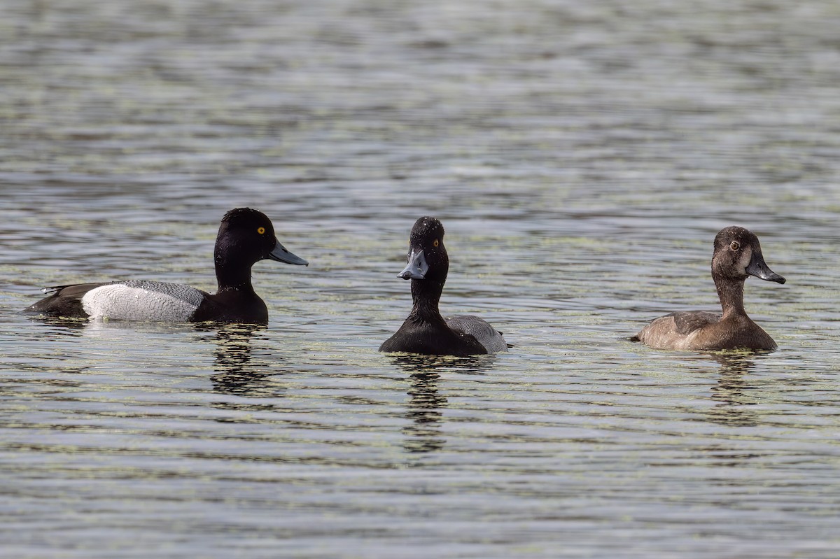 Lesser Scaup - Kelly and John Casey
