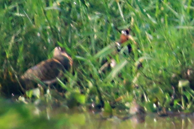 Greater Painted-Snipe - ML612080008
