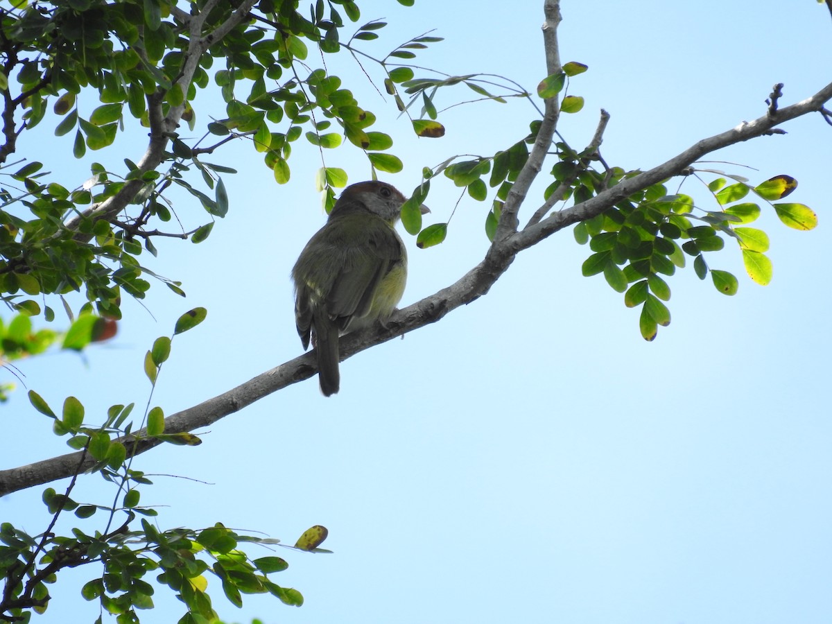 Rufous-browed Peppershrike (Cozumel I.) - Michael Weisensee