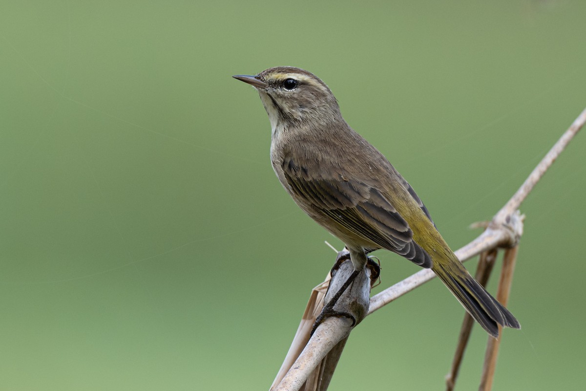 Palm Warbler - Kelly and John Casey