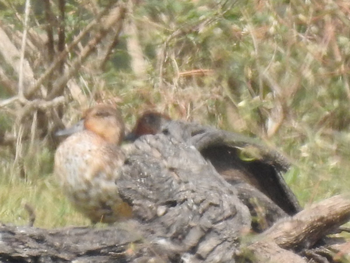 Green-winged Teal - ML612080055