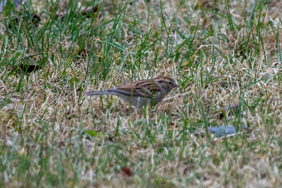 Chipping Sparrow - ML612080127