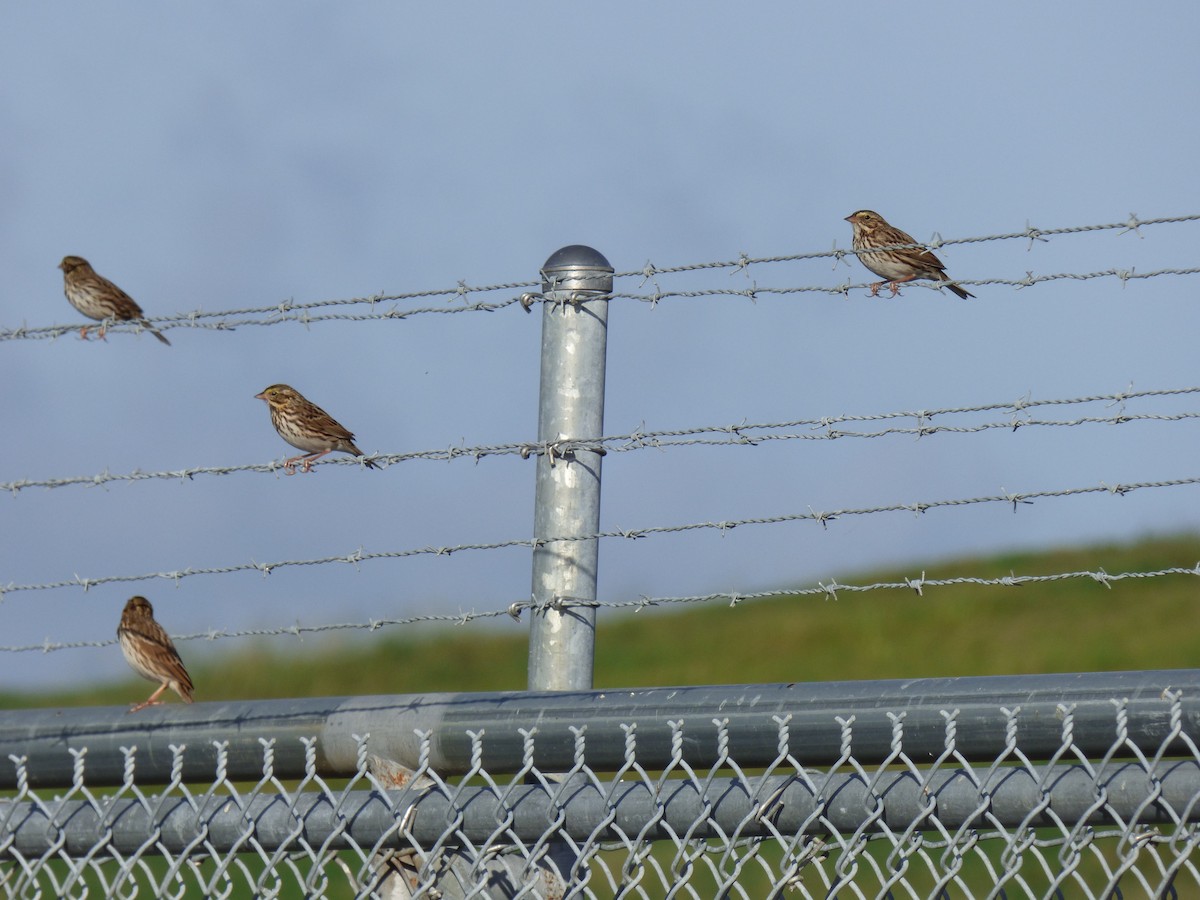 Savannah Sparrow - ML612080231