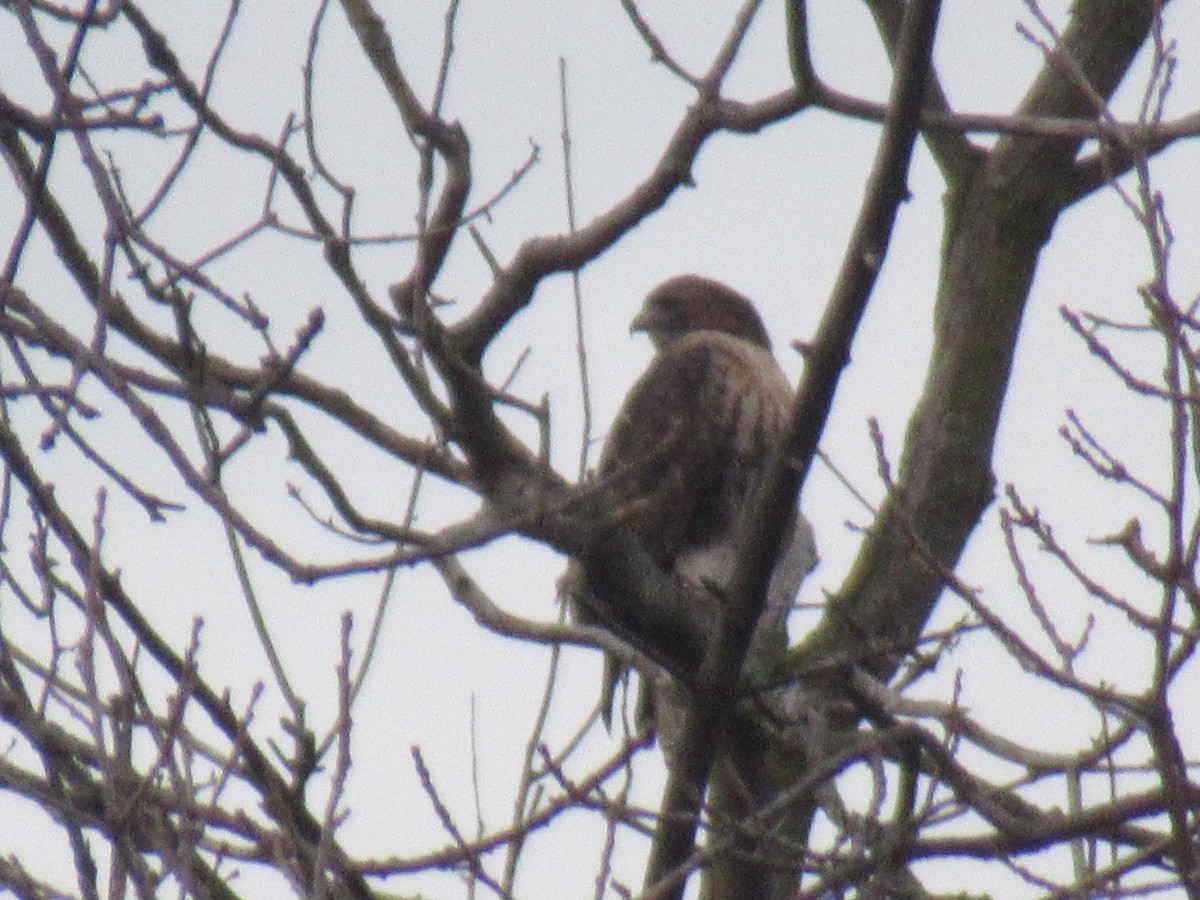 Red-tailed Hawk (abieticola) - ML612080286