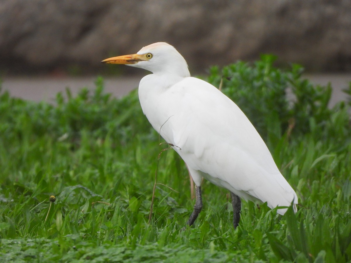 Western Cattle Egret - ML612080295