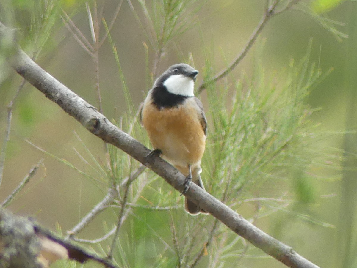 Rufous Whistler - ML612080296