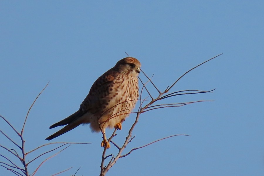 Eurasian Kestrel - Andrea Nicoli