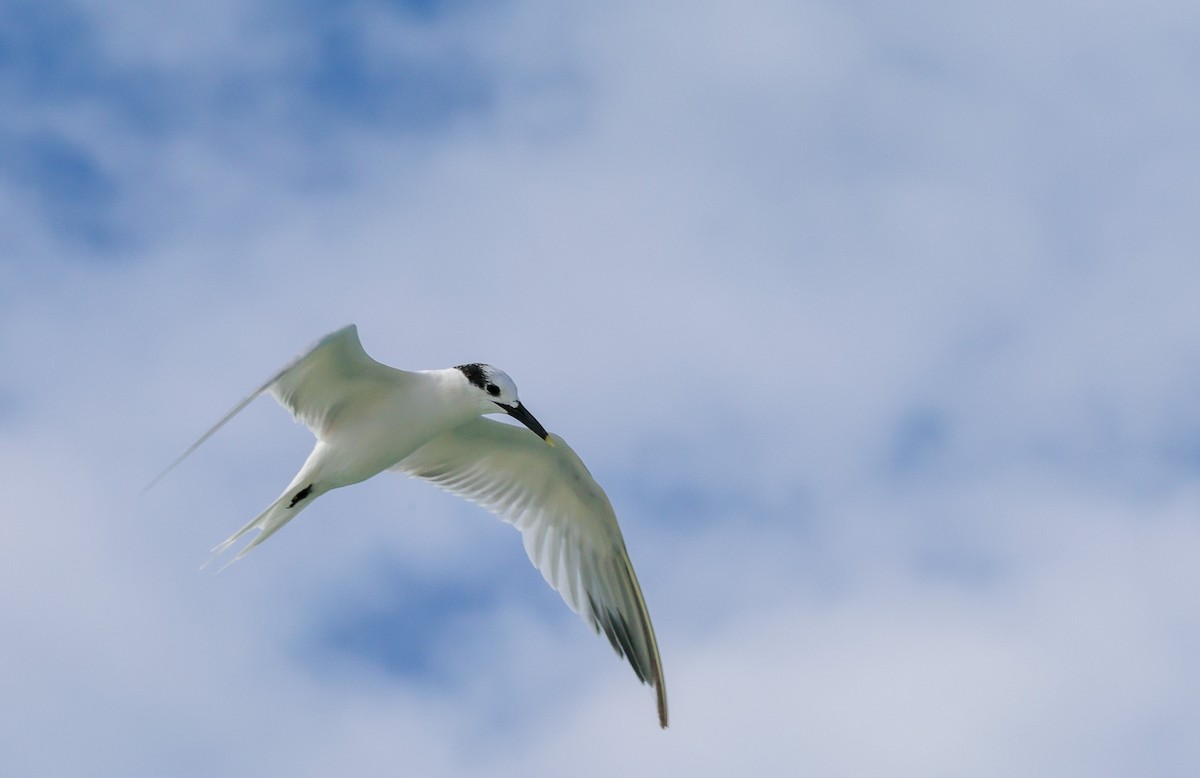 Sandwich Tern - ML612080335