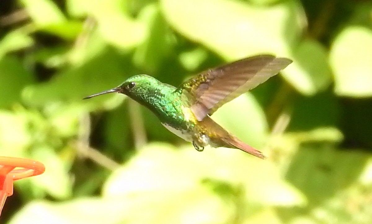 Snowy-bellied Hummingbird - ML612080401