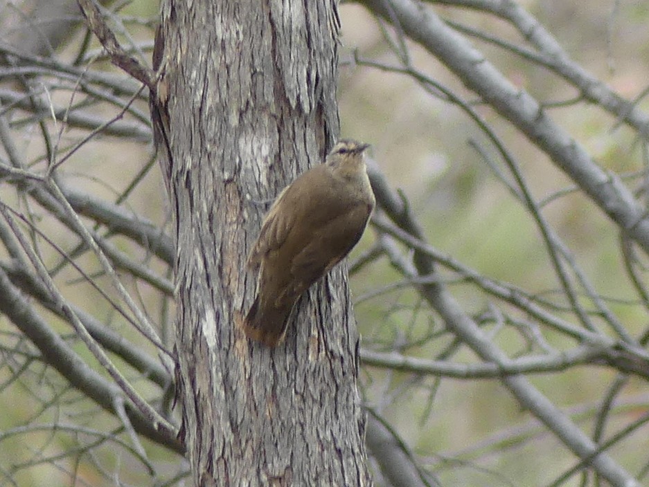 Brown Treecreeper - ML612080402