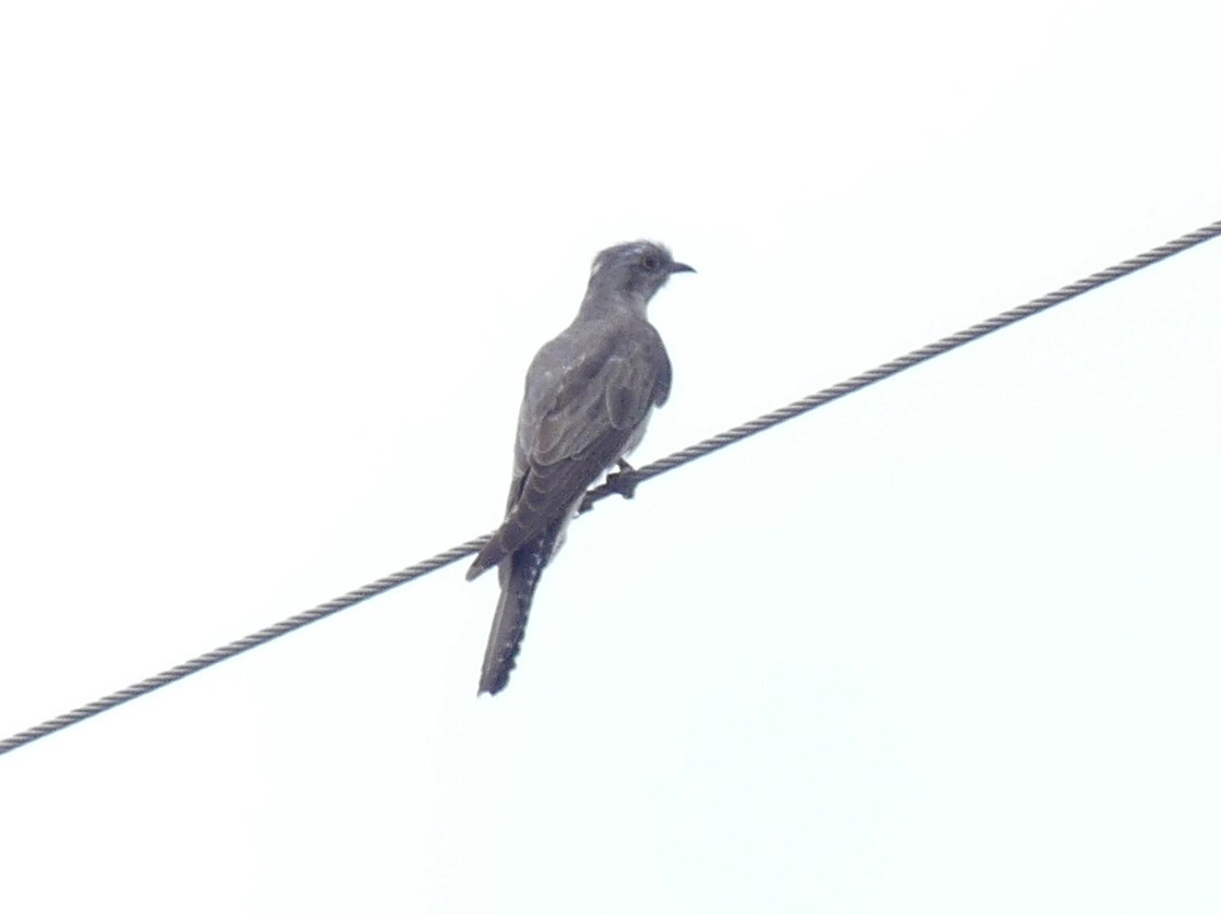 Pallid Cuckoo - ML612080429