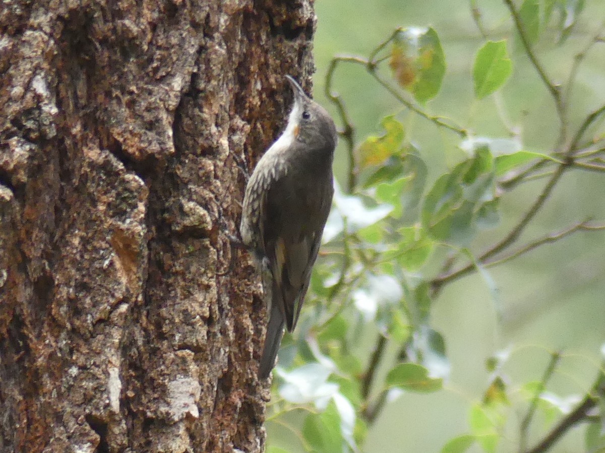 hvitstrupebarkkryper (leucophaea gr.) - ML612080487