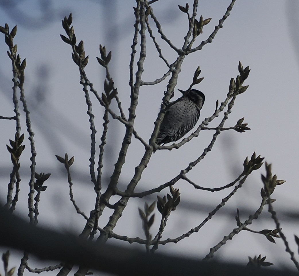 Ladder-backed Woodpecker - ML612080581