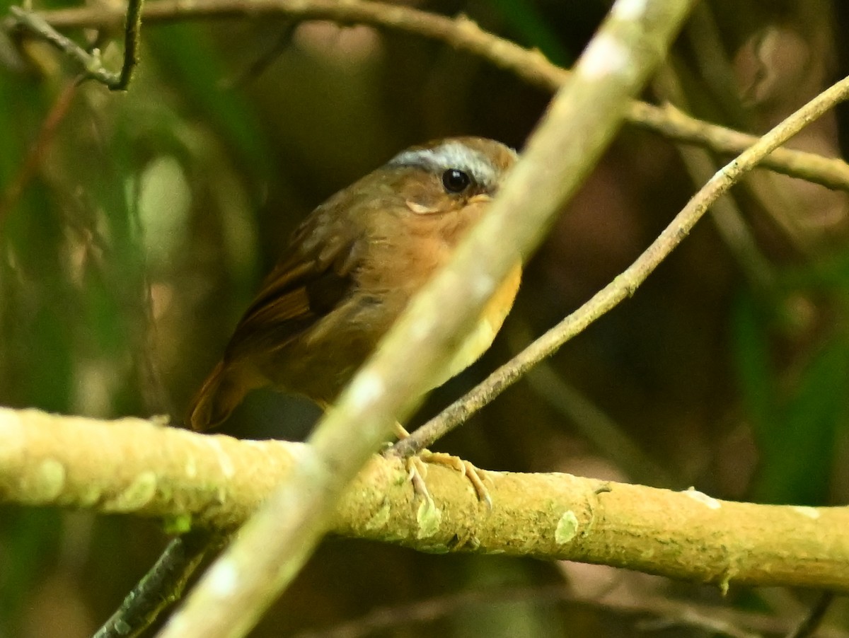 Rufous Gnateater - jerald britten