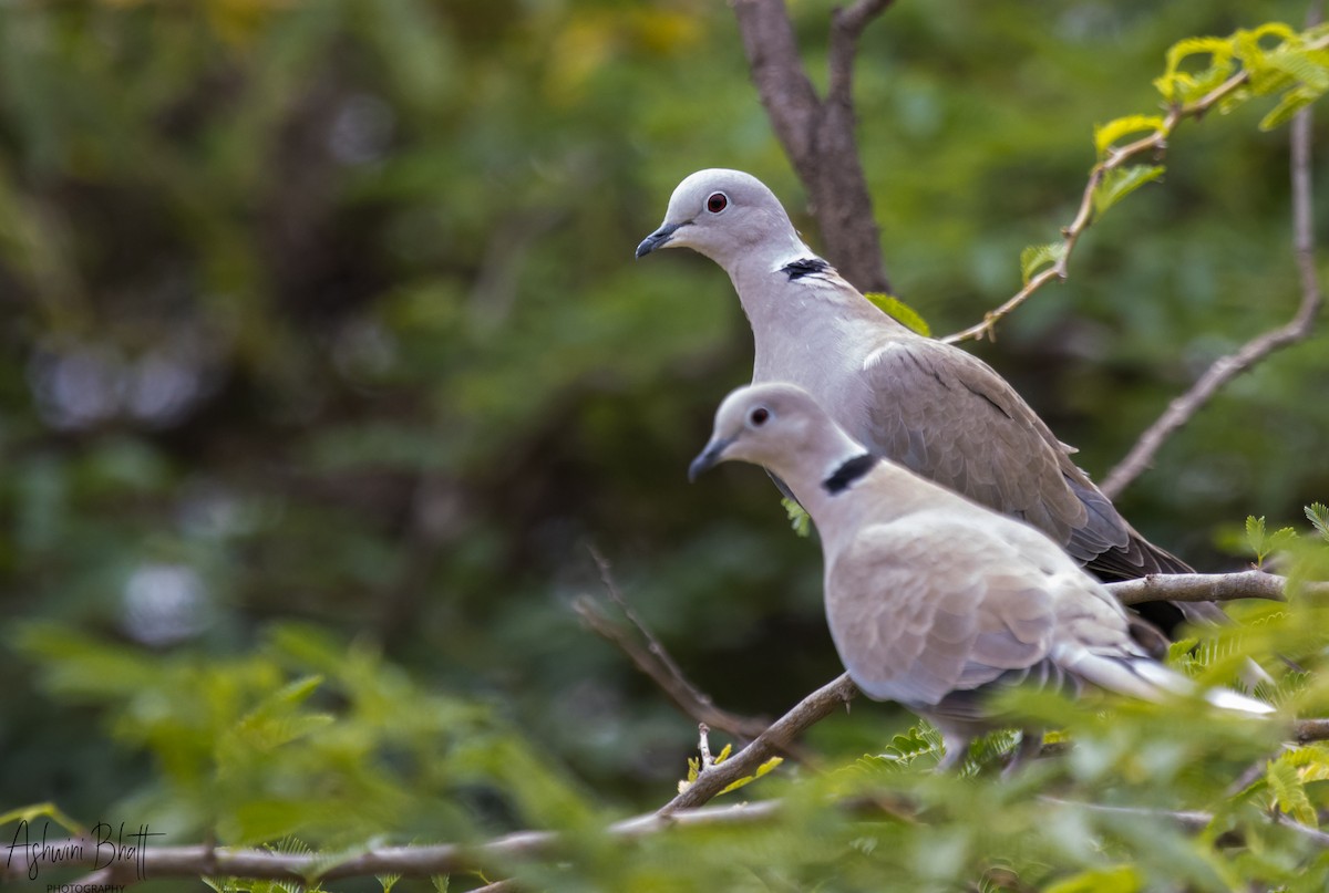 Eurasian Collared-Dove - ML612080669