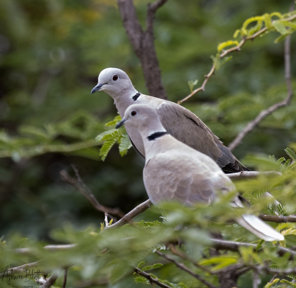 Eurasian Collared-Dove - ML612080670