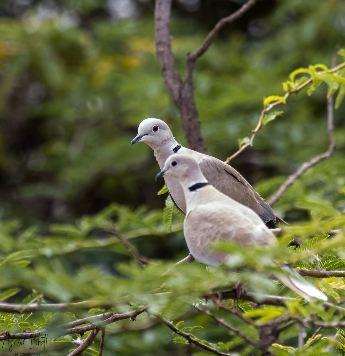 Eurasian Collared-Dove - ML612080671