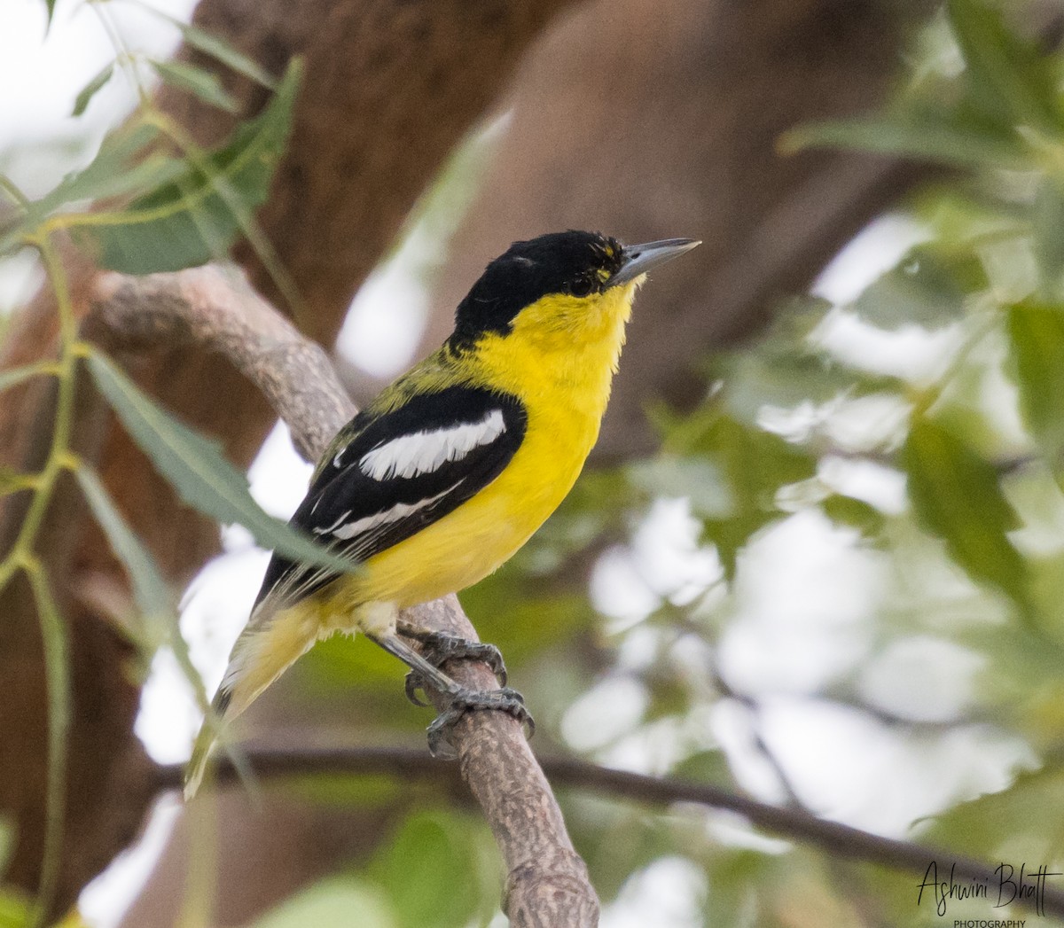 White-tailed Iora - ML612080740