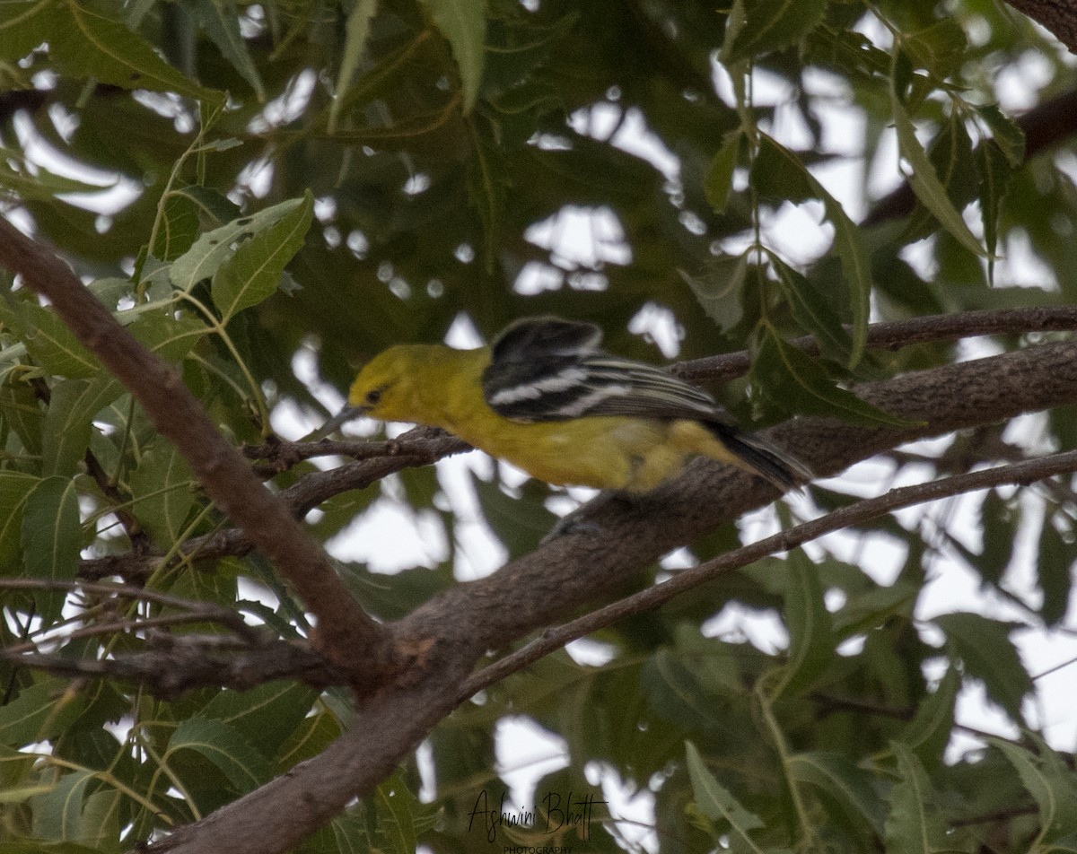 White-tailed Iora - ML612080741