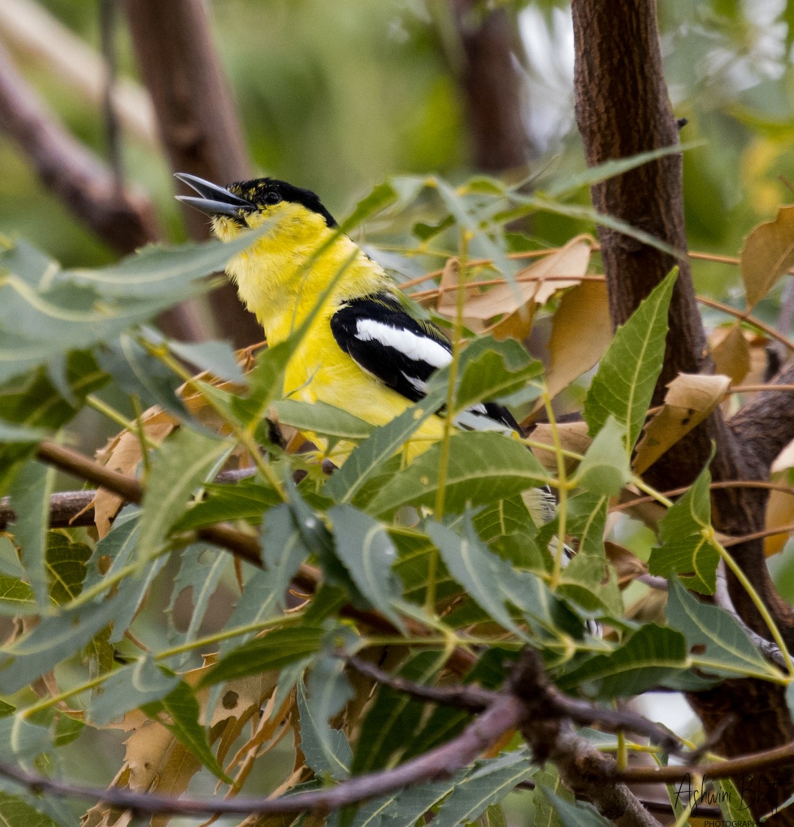 White-tailed Iora - ML612080742