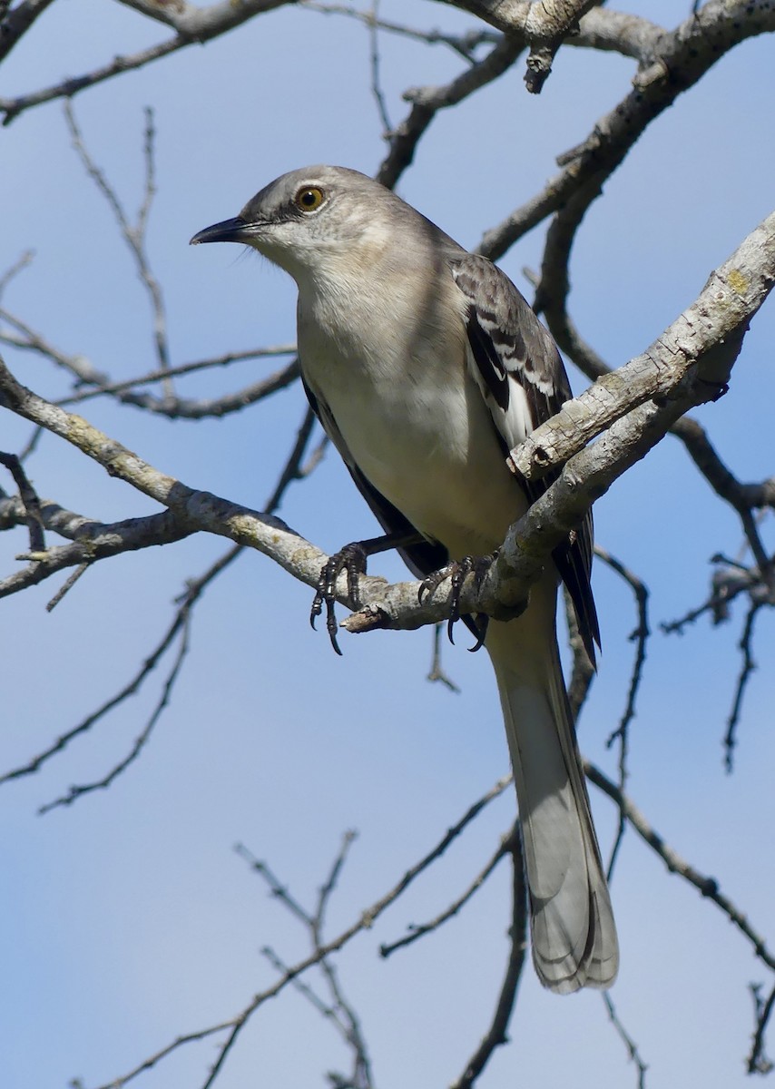 Northern Mockingbird - ML612080830