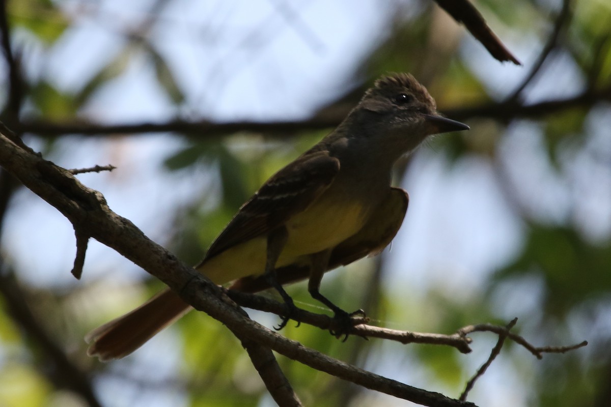 Great Crested Flycatcher - Jeffrey Blalock