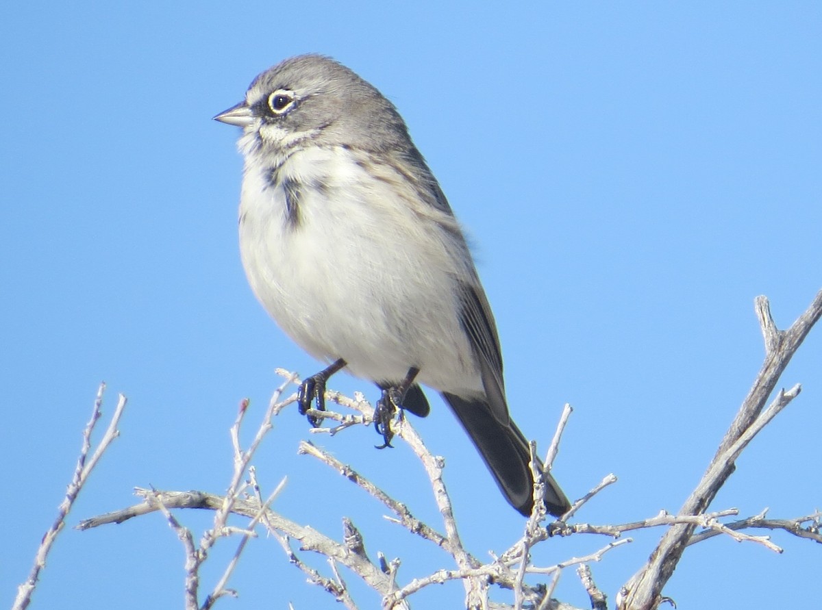 Sagebrush Sparrow - ML612080918