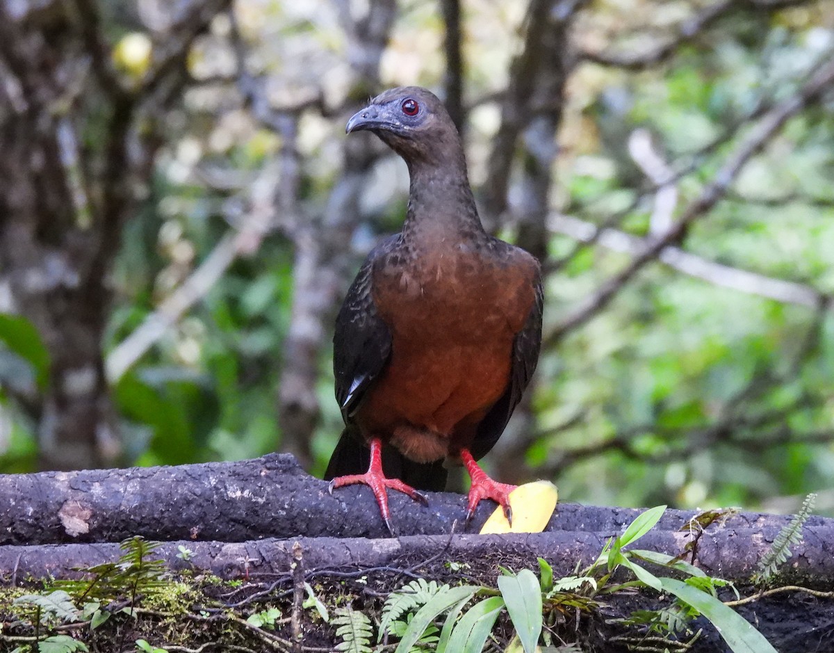 Sickle-winged Guan - ML612080967