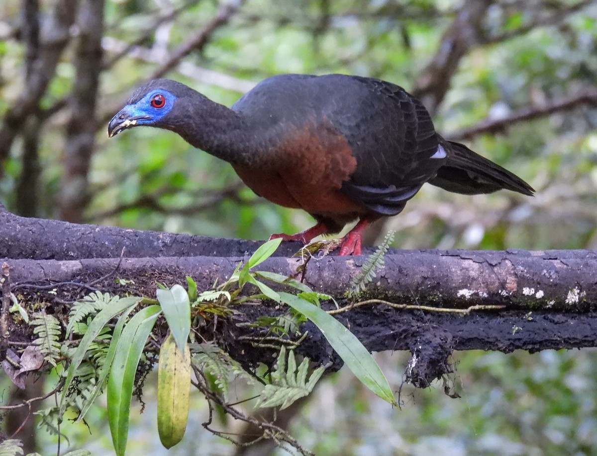 Sickle-winged Guan - ML612080968