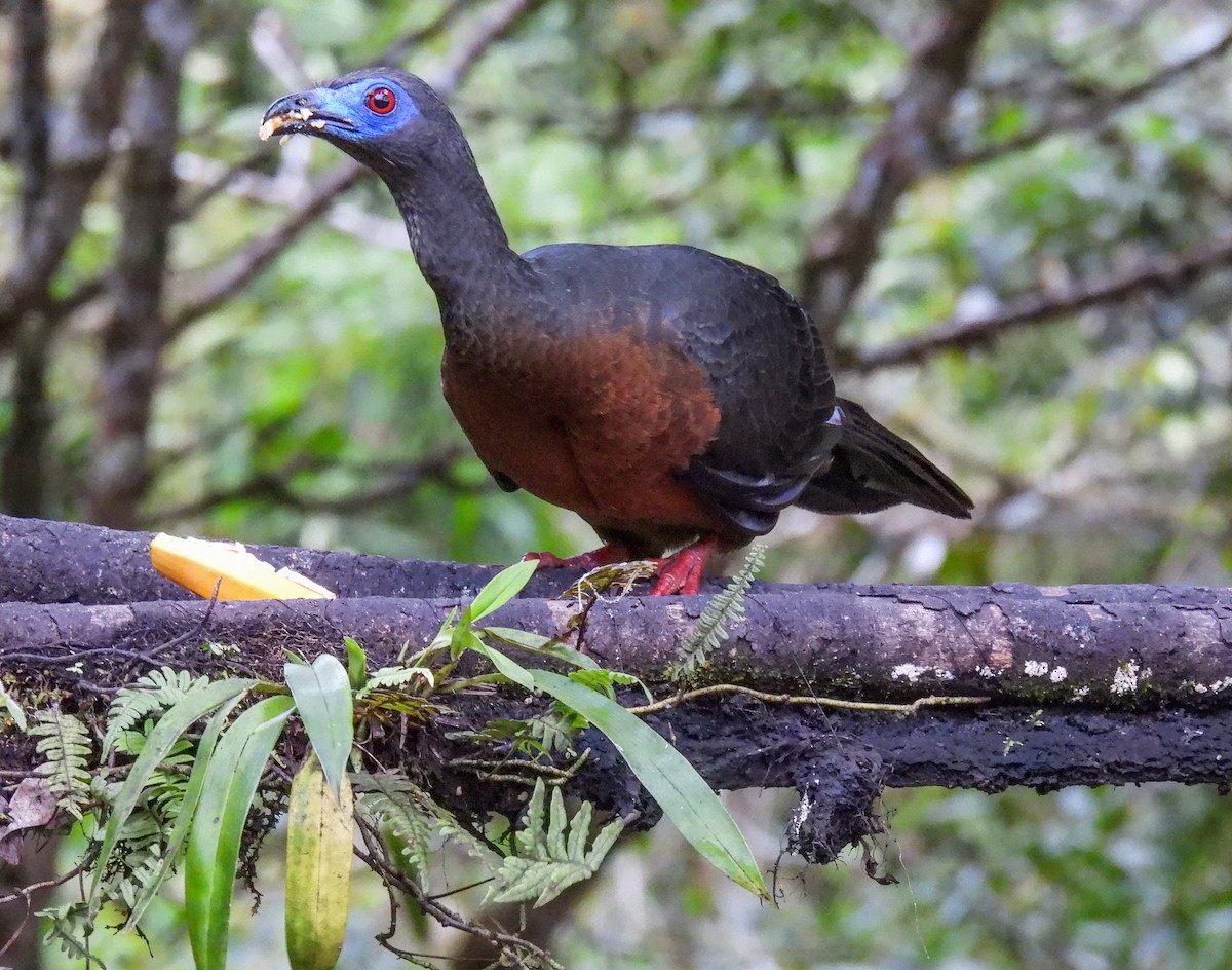 Sickle-winged Guan - ML612080969
