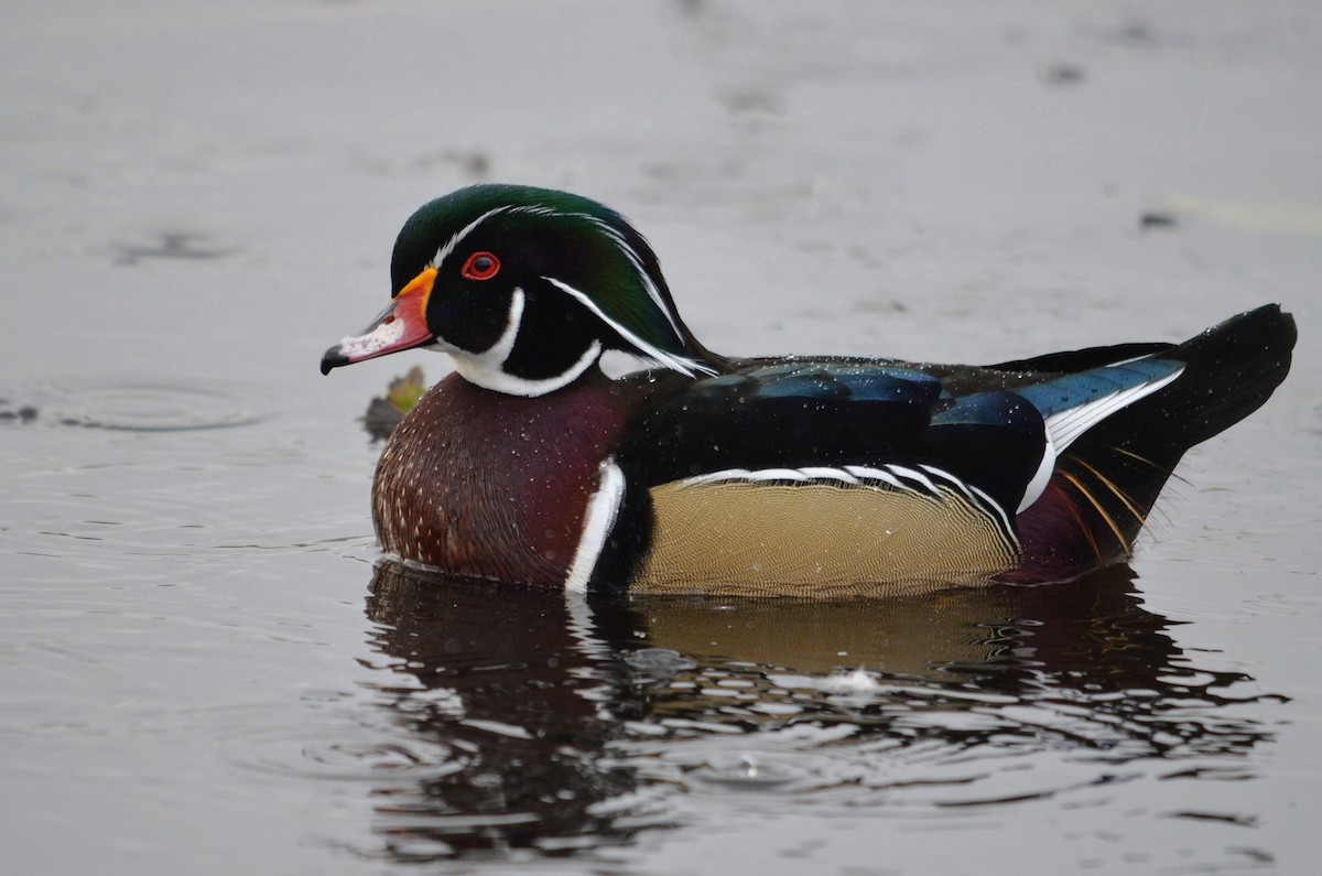 Wood Duck - ML612080986