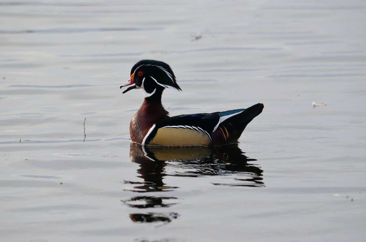 Wood Duck - ML612081035