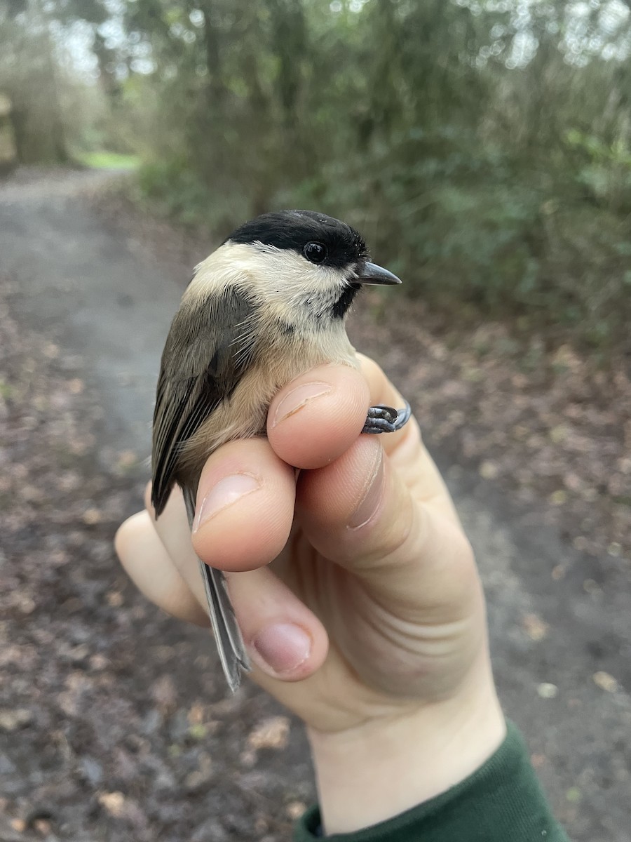 Willow Tit - Harry Coghill