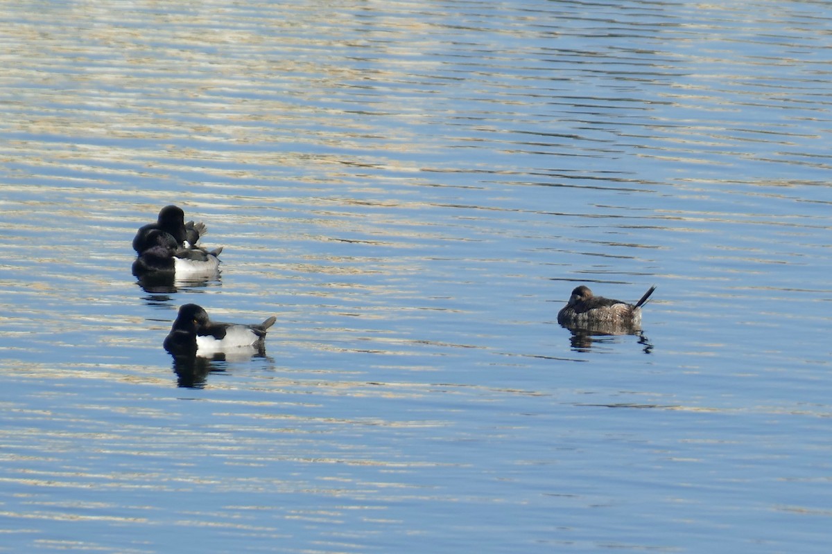 Ruddy Duck - Ron Smith