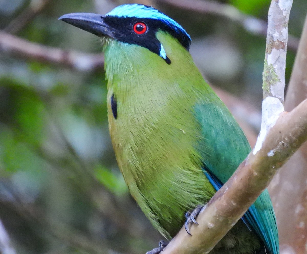 Andean Motmot - ML612081155