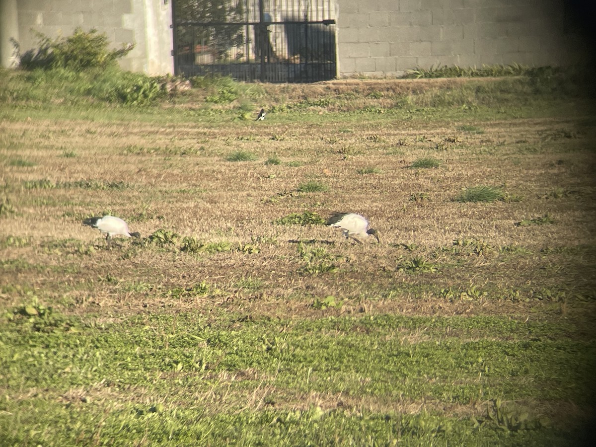 African Sacred Ibis - ML612081254