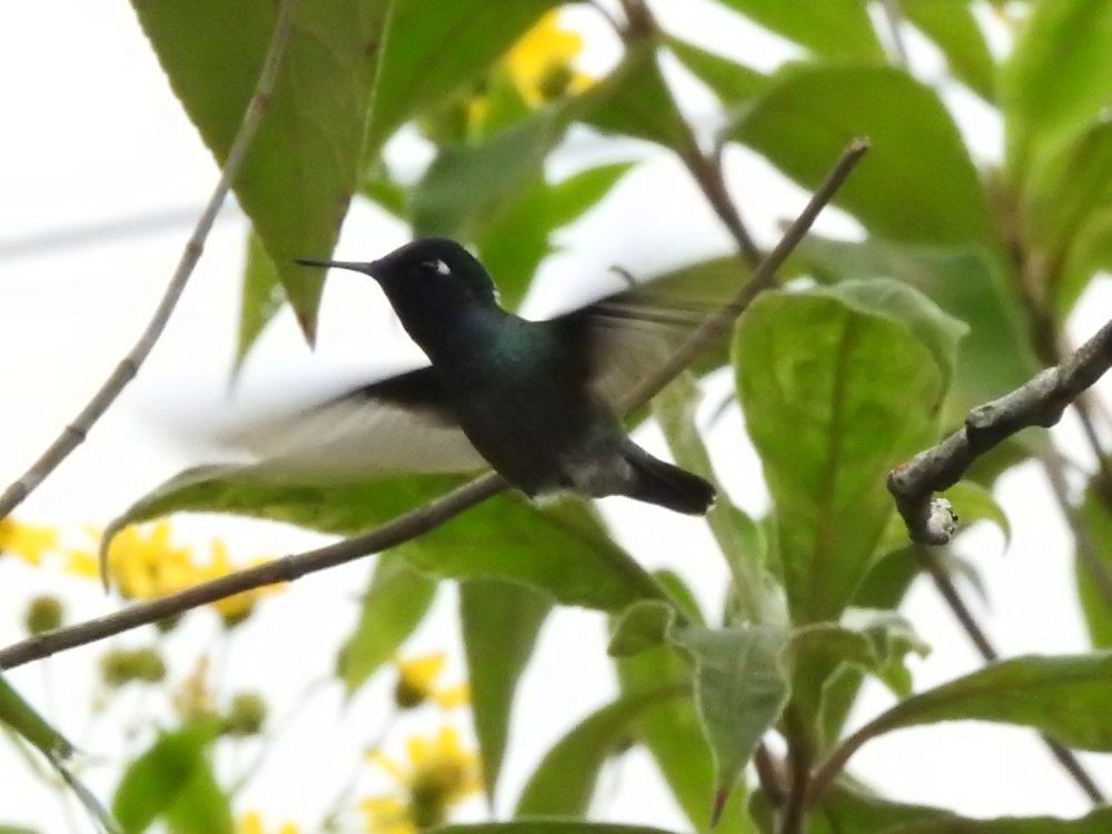 Colibrí Cabeciazul - ML612081307