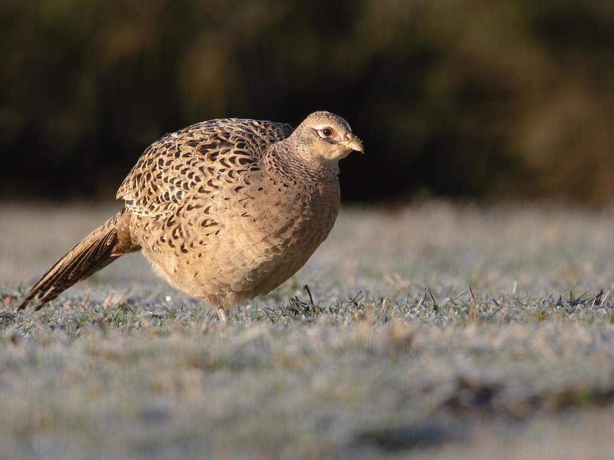 Sülün - ML612081308