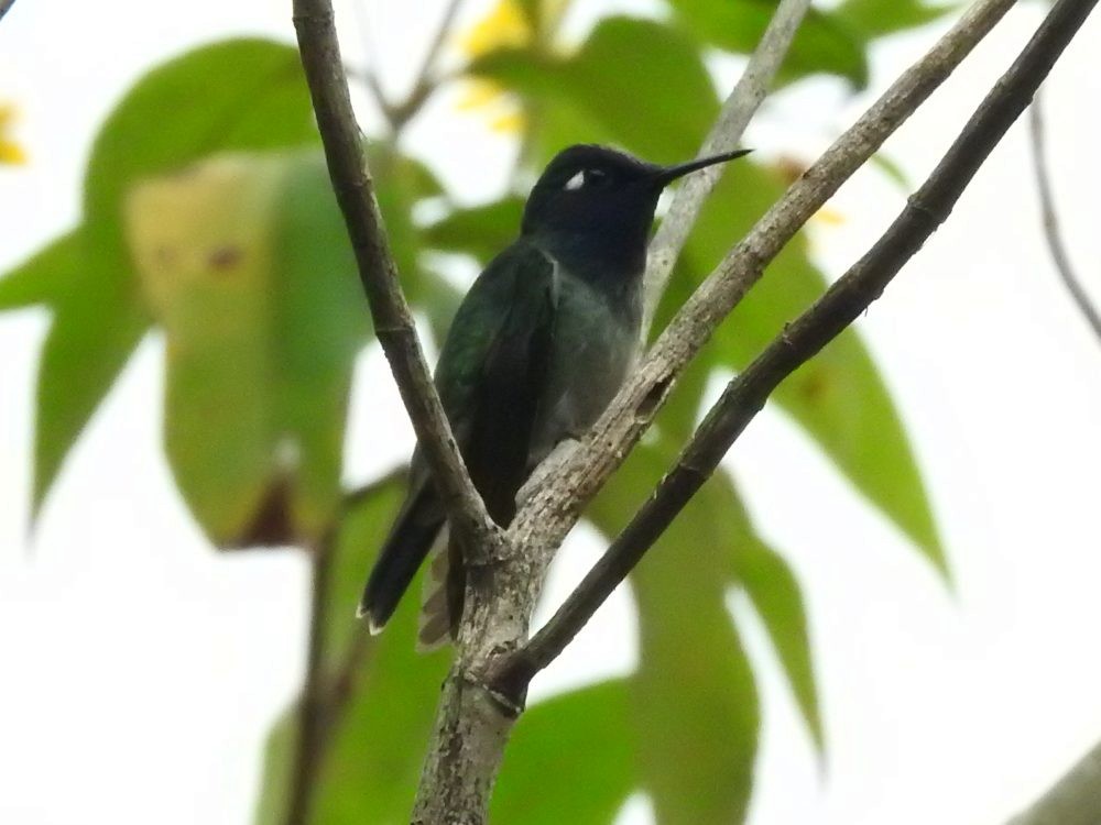 Colibrí Cabeciazul - ML612081310