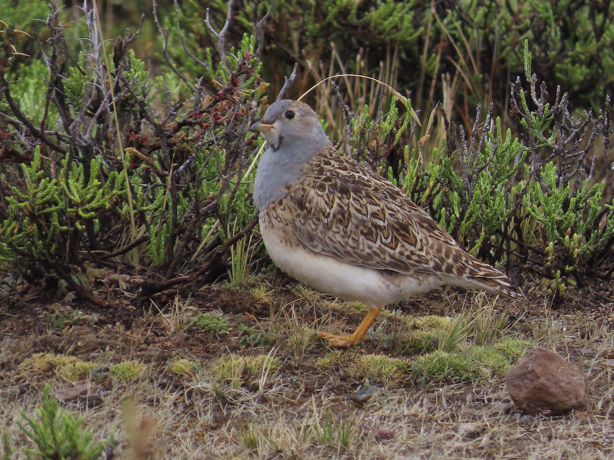 Gray-breasted Seedsnipe - Lidia Sandoval Jara